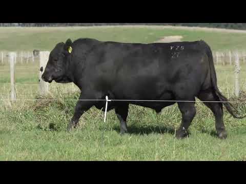 Lot 3 DANDALEITH WINNIE 075