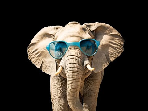 elephants love for ever, big love, love feast