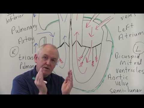 Cardiovascular System 1, Heart, Structure and Function