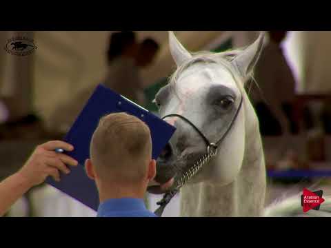 N.76 ALMANZOR - Polish Nationals 2018 - 7 Years Old and Older Stallions (Class 11)