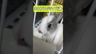 まるでデジャブ？同じ動きを繰り返す子うさぎ塩ちゃんが可愛すぎる🐰 #shorts