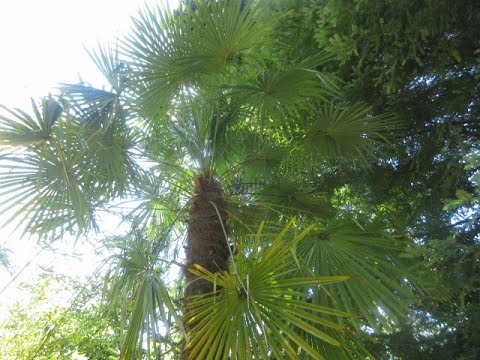 Run through the Palm jungle on Salt Spring Island, Canada