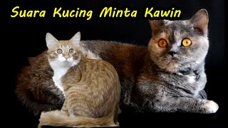 Download lagu Suara Kucing Betina Lagi Birahi Memanggil Jantan Minta Kawin, Sound Effect mp3