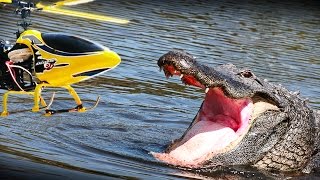 RC heli vs. Alligator - what happens? NOT a prank but an experiment!!