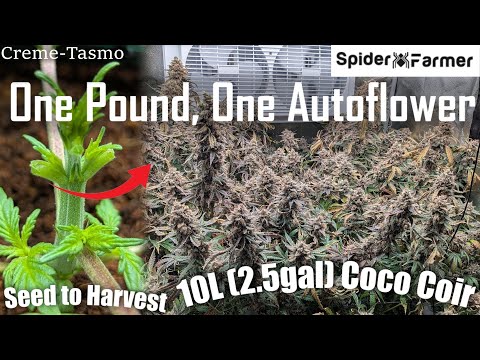 How I Grow -33- From Seed, to Defoliation, to 1lb Harvest - Mephisto Autoflower -Spiderfarmer SF4000