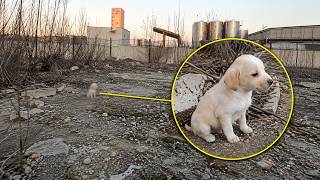 Small Puppy Found With Garbage Wouldn't Stop Shaking Until This Happened