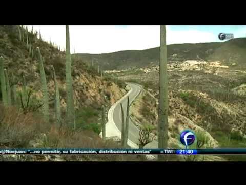 Los Bosques Más Raros Del Mundo