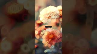 Download lagu Bunga Dahlia Alm.IDA LAILA mp3
