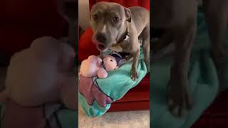 Video preview image #1 Mutt Puppy For Sale in Rockville, MD, USA