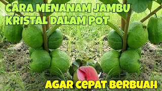 Download lagu CARA MENANAM JAMBU KRISTAL DALAM POT. AGAR CEPAT BERBUAH mp3 Download lagu CARA MENANAM JAMBU KRISTAL DALAM POT. AGAR CEPAT BERBUAH mp3