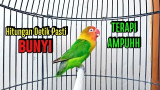 Download lagu Lovebird Gacor Ngekek Panjang TERAPI AMPUH Memancing BUNYI, Hitungan Detik Langsung ikut BUNYI mp3