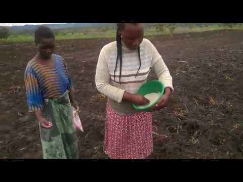 , title : 'Kupanda Mahindi kwa mbolea (DAP); Nafasi: Sm 30 × Sm 75 [ Maize Planting with DAP and 30cm × 75cm ]'