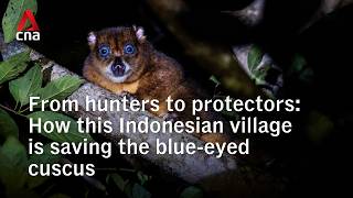 A community's fight to protect Indonesia's blue-eyed cuscus