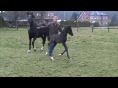 Hengstfohlen von Livaldon