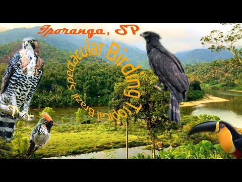 Iporanga, SP - Exploring Iporanga's Atlantic Forest Treasures @Spectacular Birding Tropical Brazil