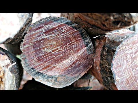 Kienspan sammeln und ernten! (Fatwood)