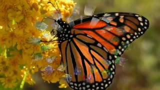 James Armstrong - Hard Hard Blues