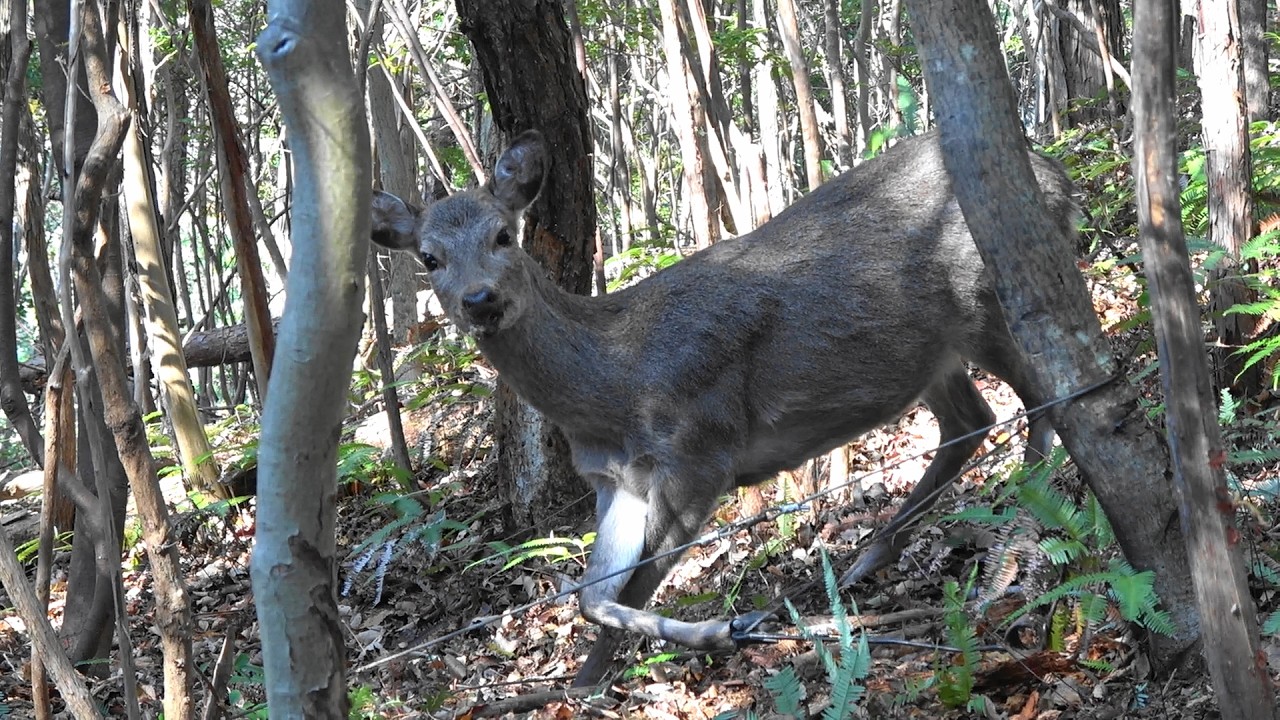 わな猟日誌（その９）