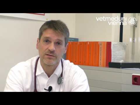 Vetmeduni Vienna: Tipp des Tierarztes - Hunde und das Silvesterfeuerwerk