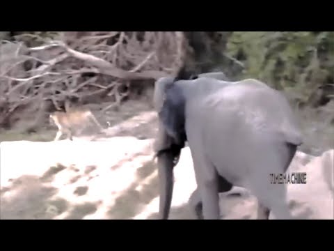 Elephant Fight vs Lion, Tiger And Leopard