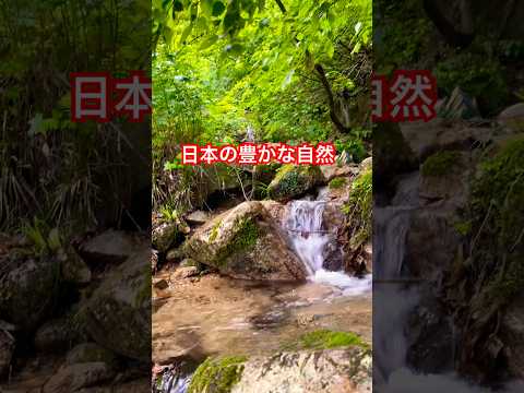 赤坂山の豊かな自然と清流に癒やされる 🌿✨ text#shorts #japan #nature #japantravel #日帰り登山 #hiking