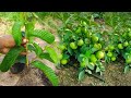 Smart Way On How To Grow Guava Tree Cutting 100 Success
