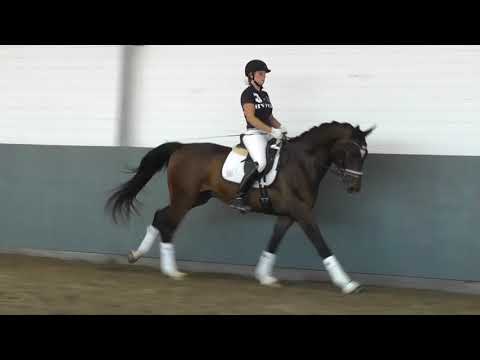 Weidenhof-Verkaufspferd: "FRANZISKANER" 4j. Hannoveraner Wallach v. Franziskus