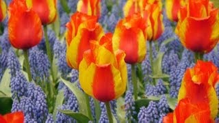 preview picture of video 'Keukenhof Gardens Holland, Tulips, Orchids, Narcissus, Hyacinth, jardin parc tulipes hollande'
