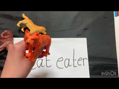 What do animals eat?