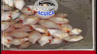 preview picture of video 'ACUICA _PIARACTUS ALBINA (ALBINO RED PACU)'