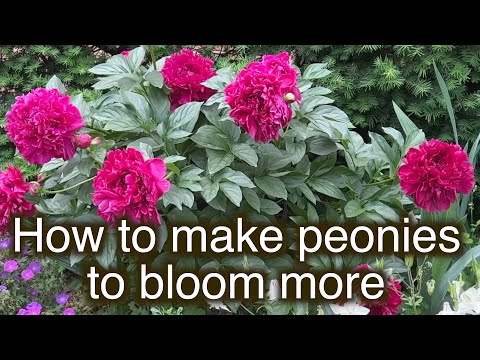 How to make peony plant to produce more flowers