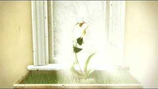 the orchid and the rose