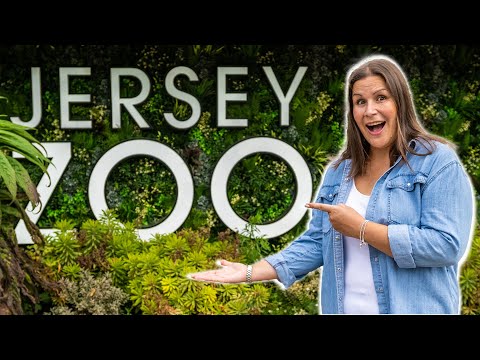 Why is JERSEY ZOO the BEST attraction in Jersey?