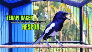 Download lagu Suara Burung KACER GACOR Ngeplong memanggil Lawan ampuh bikin Kacer Manapun Seketika ikut Konslet mp3