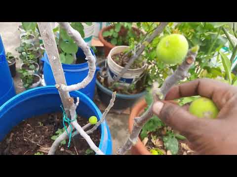 #Fruits Harvest Swarupa Vlogs