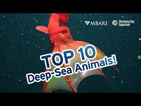 The Top 10 Deep-Sea Animals (according to Monterey Bay Aquarium Research Institute scientists)