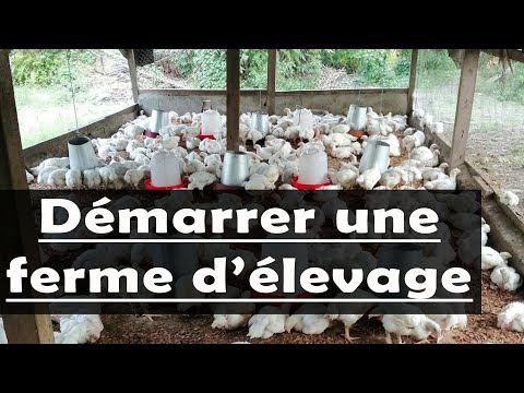 Voici 8 Etapes pour commencer une entreprise d’élevage de poulet à succès en Afrique