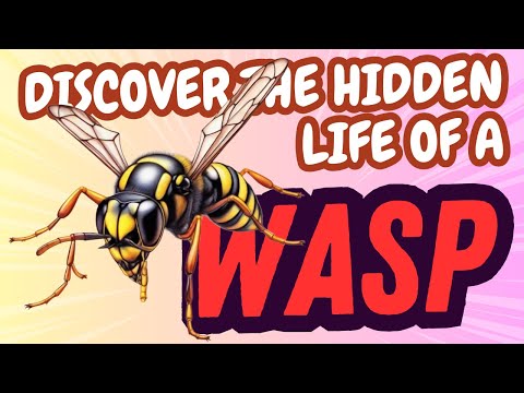 DISCOVER THE HIDDEN LIFE OF A WASP