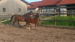 Video koně Carabinier