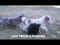 Havapoo dogs for sale: Chester - Video 1