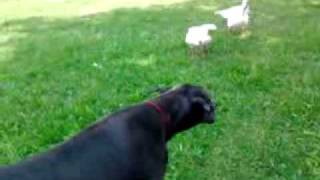 preview picture of video 'Great Dane Steel: Geese Attack'