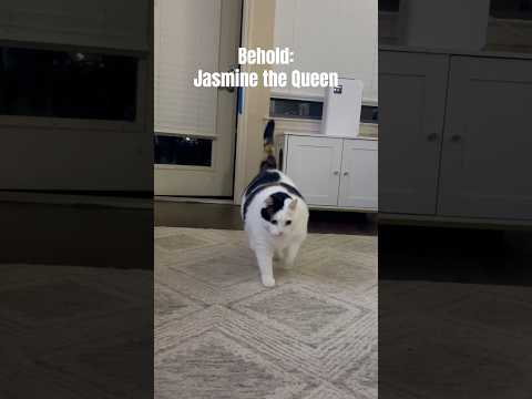 Behold: Jasmine the Queen #fatcat
