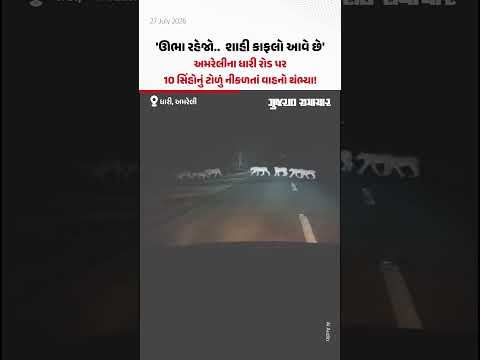 ઊભા રહેજો.. શાહી કાફલો આવે છે', Amreliના ધારી રોડ પર 10 સિંહોનું ટોળું નીકળતાં વાહનો થંભ્યા! ઊભા રહેજો.. શાહી કાફલો આવે છે', Amreliના ધારી રોડ પર 10 સિંહોનું ટોળું નીકળતાં વાહનો થંભ્યા!