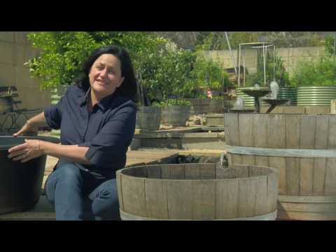 Wine Barrels As Ponds Wine Barrels As Ponds