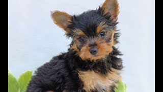 Video preview image #1 Yorkshire Terrier Puppy For Sale in REINHOLDS, PA, USA