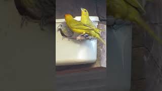 canário da terra na lata de sorvete