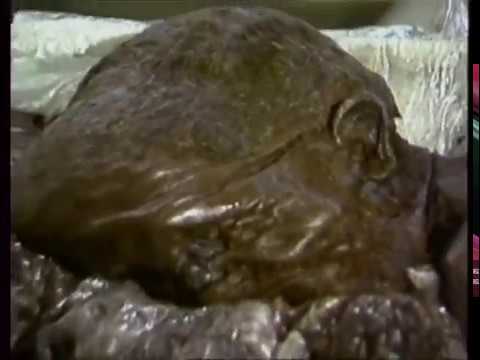 Cause, Context and Theories of Death - LINDOW MAN