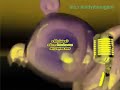 Klaskyklaskyklaskyklasky Gummy Bear In G Major 65
