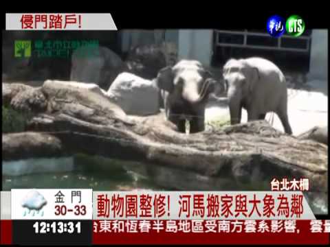 河馬搬家當鄰居 大象嗤之以"鼻"!