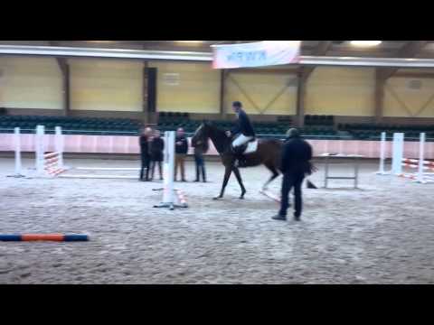 3 years old mare Plot Blue x Ovidius x Armstrong x Pantheon XX